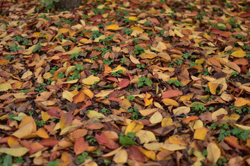 colorful autumn leaves