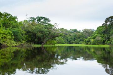Fototapeta na wymiar Panorama from Amazon rainforest, Brazilian wetland region.
