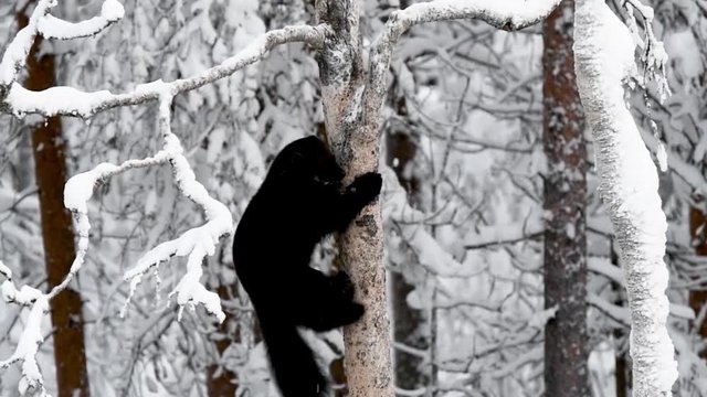 Wolverine climbing down the tree