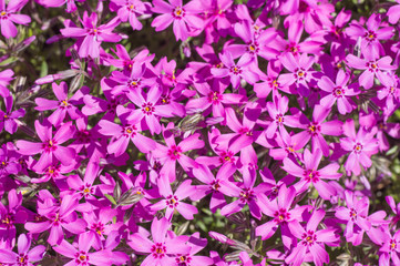 blooming phlox, many flowers