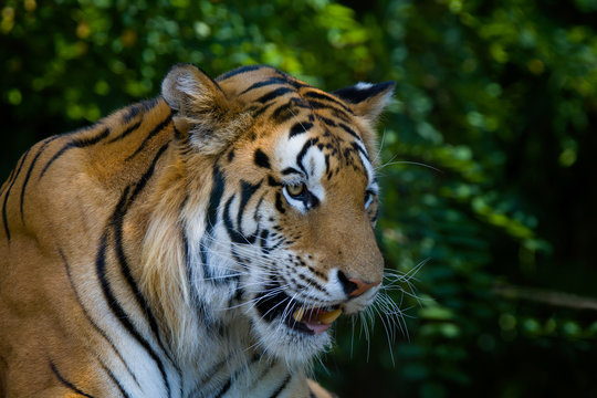 tiger