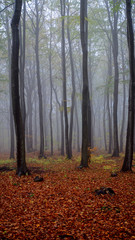 Mgła w jesiennym lesie - obrazy, fototapety, plakaty