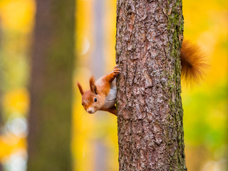 Squirrel, on tree