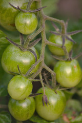 Wilde grüne Tomaten im Herbst
