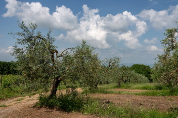 Knorriger Olivenbaum in einem Olivenhain
