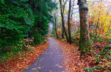 Forest path in the green nature