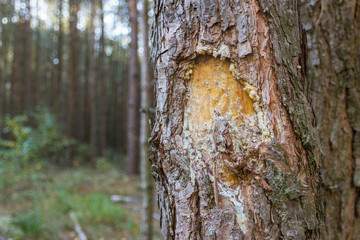 resinous pine - injury of the bark
