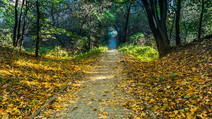 Autumn in the park