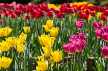 Obraz premium group of beautiful tulips