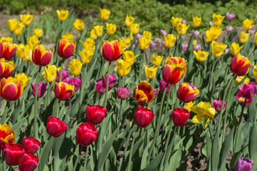 group of beautiful tulips