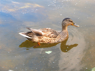Wild duck. Reserve. Russia, Ekaterinburg, Sverdlovsk region