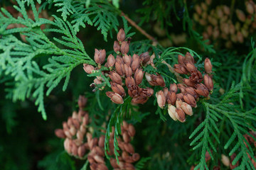 Thuja western cones