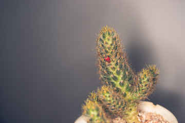 Little Cactus in pot