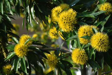 yellow flowers in the garden