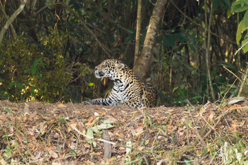 Jaguar from Pantanal, Brazil