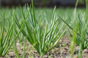 onion in the garden