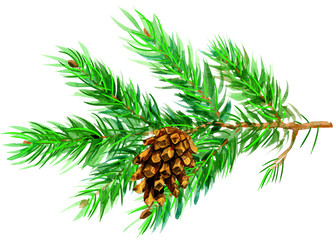 Watercolor painted fir tree branch with cone