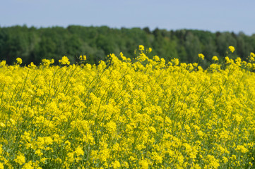 Obraz premium field of flowers