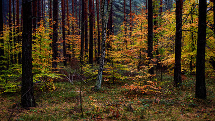 Mieszany las jesienią - obrazy, fototapety, plakaty
