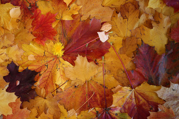 Naklejka na ściany i meble autumn leaves flat lay