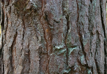 Tree Bark 