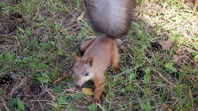 Squirrel red fur autumn forest on background wild nature animal thematic.