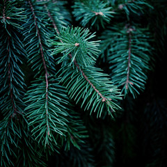 Fototapeta na wymiar Christmas Fir tree brunch textured Background. Fluffy pine tree brunch close up. Green spruce