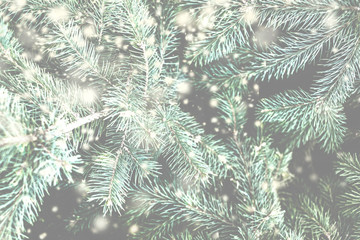 Christmas fir tree branches with falling snow. Merry Christmas Background. Copy space.