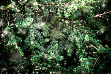 Merry Christmas Background with falling snowflakes and fir tree branches. Copy space..