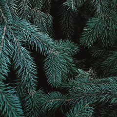 Christmas fir tree branches Background. Christmas pine tree wallpaper. Copy space..