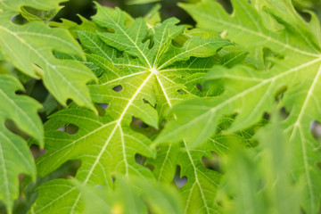 green leave tropical papaya plant