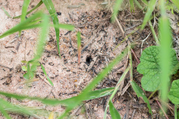 black small ant work and go home in hole