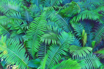 Fern plants in the shadow of trees