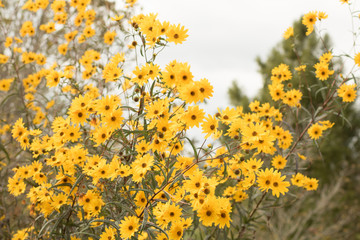 Obraz premium field of yellow flowers