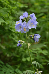 Polemonium caeruleum