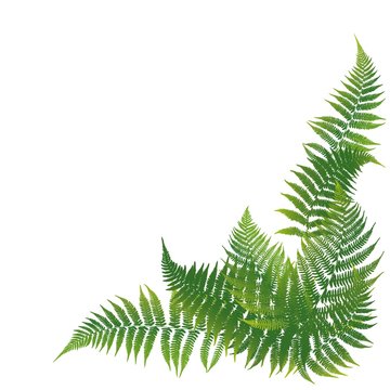 Background with green ferns. Vector illustration.