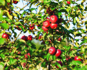 Ripe apples in the tree, summertime fruit theme