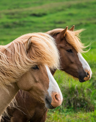 Obraz premium Iceland in summer