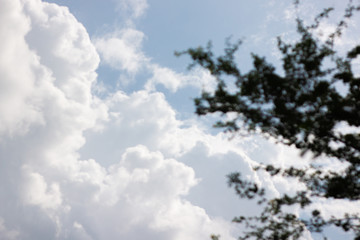Fototapeta premium blue sky and cloudy beautiful sky in sunny day . natural environment scene . white fluffy clouds textured . silhouette tree at right in frame.