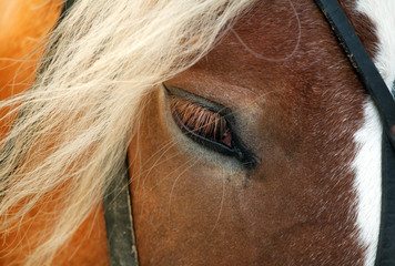 Closeup eye of a bay horse with eyelashes on a white background with mane and harnesses