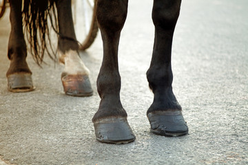 Horse feet with hoofs and horseshoes against the wheels of the coach