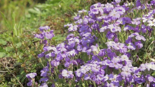 Small violet flowers Aubretia on rockery pollinated by bee fly. Close up of rockery flowers. Sunny day in spring, Europe. Camera locked down.