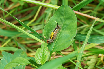 Pupa green on leaves on nature background.