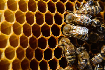 Bee turns nectar into fresh and healthy honey.