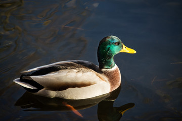 duck with a green head swims in the autumn pond, close