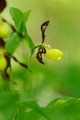Obraz premium Frauenschuh, Cypripedium calceolus