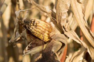 corn on the cob