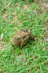 The toad are posing on grass on a nature background.