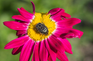 Oxythyrea funesta, beetle on a flower