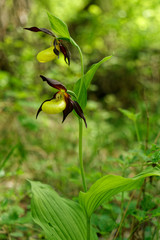 Frauenschuh, Cypripedium calceolus